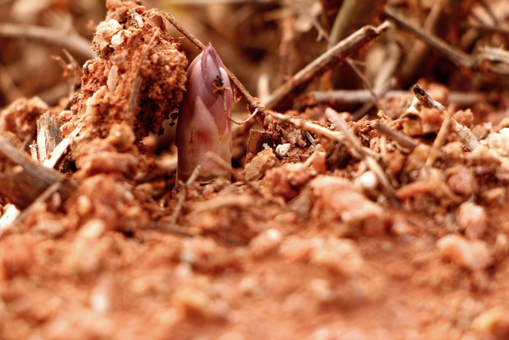 Espárragos Tesoro del Mediterráneo