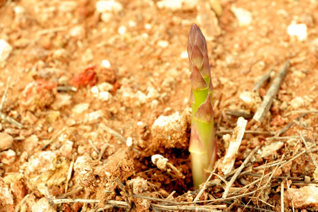 Green Asparagus Tesoro del Mediterráneo