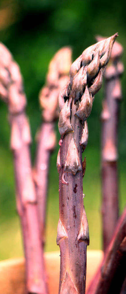 Green Asparagus Morado Púrpura