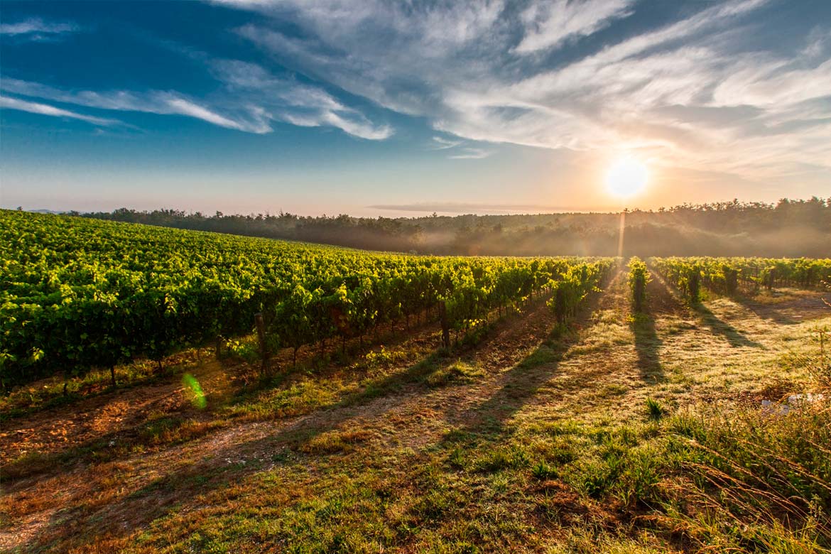 Viñedo para vino vegano