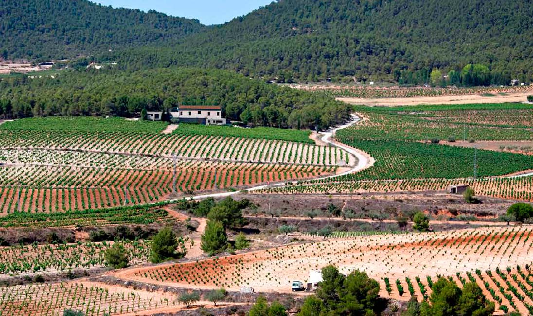 Campo de viñas Bodegas Lavia