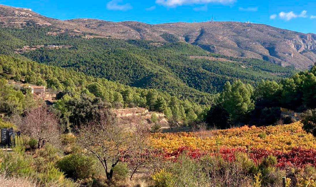 Campo de olivos Mas de Sella