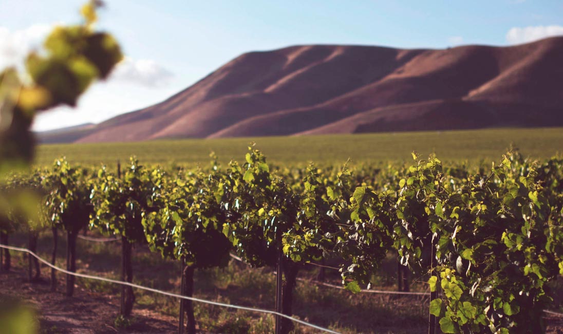 Bodega Sierra Cabrera