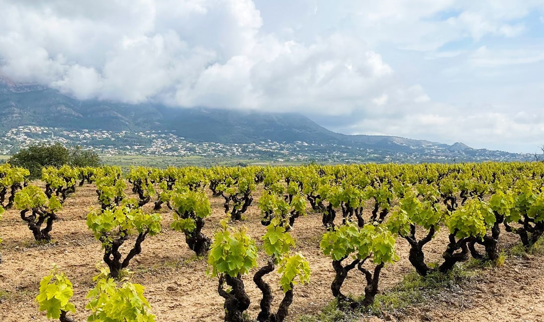 Bodega Teulada Viñas Moscatel