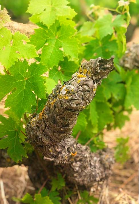 Parra moscatel Teulada