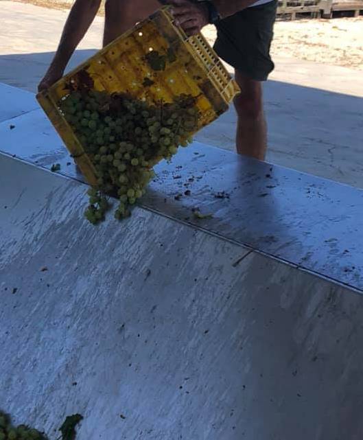 Vendimia artesanal Teulada