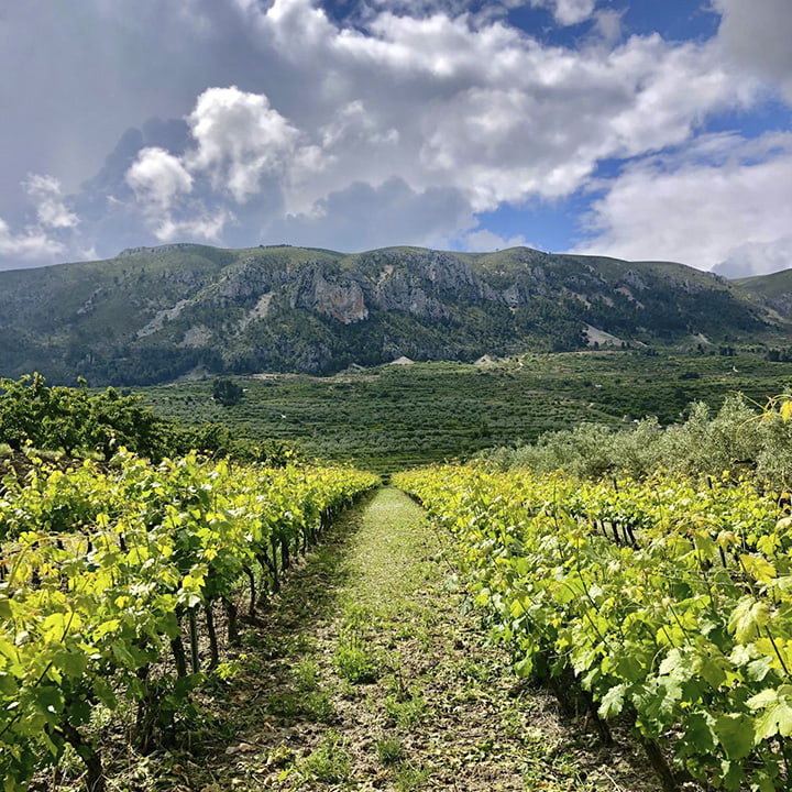 Viñedos Vins de Diània