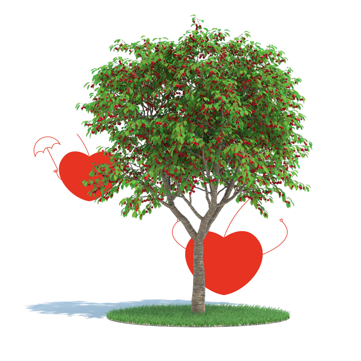 adopta-un-cerezo-foto-producto