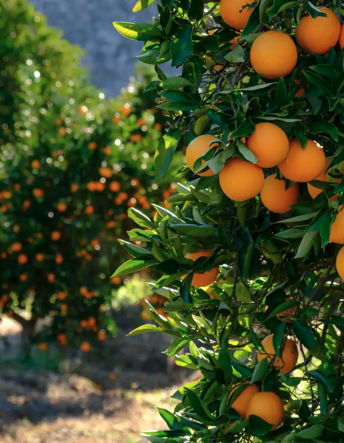 Naranjas Durà