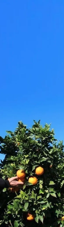 naranjas online valencia