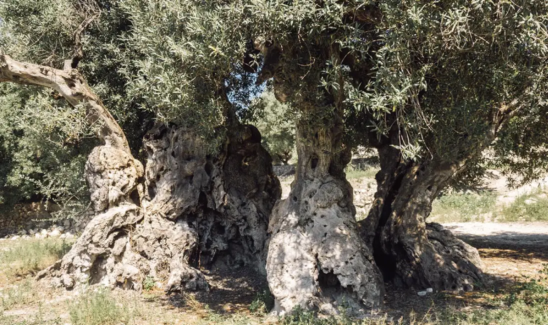 Castell de la Costurera AOVE