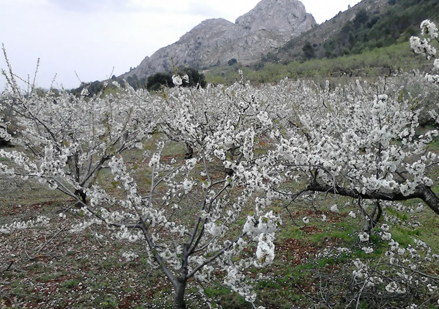 Cerezos Montaña Alicante Laguar
