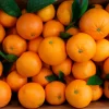 Naranjas Navel Line Nando Durà venta online