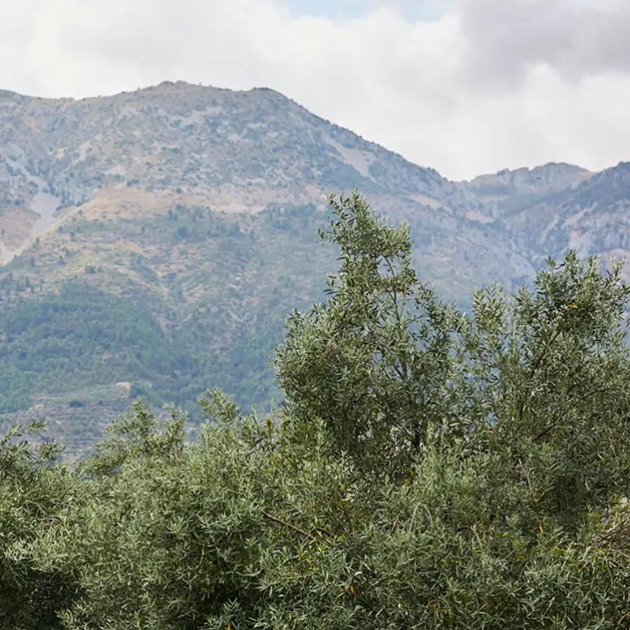 Aceite Castell de la Costurera vistas sierra