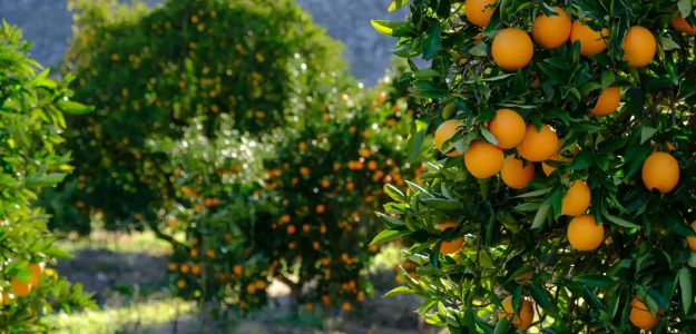 Nando Durà Naranjas