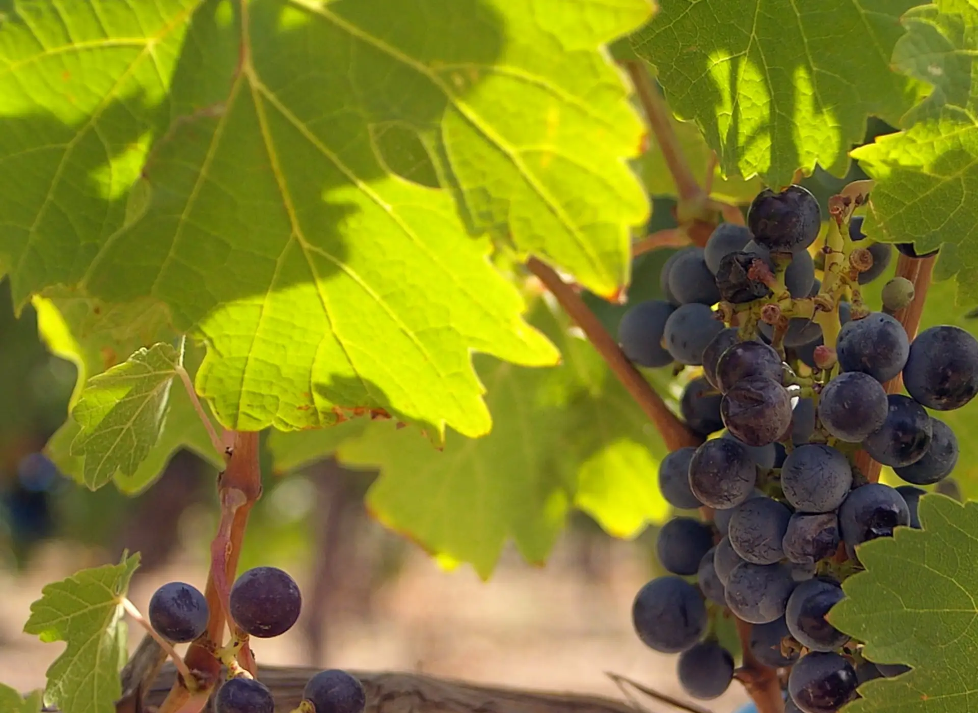 viñedos selecta wines