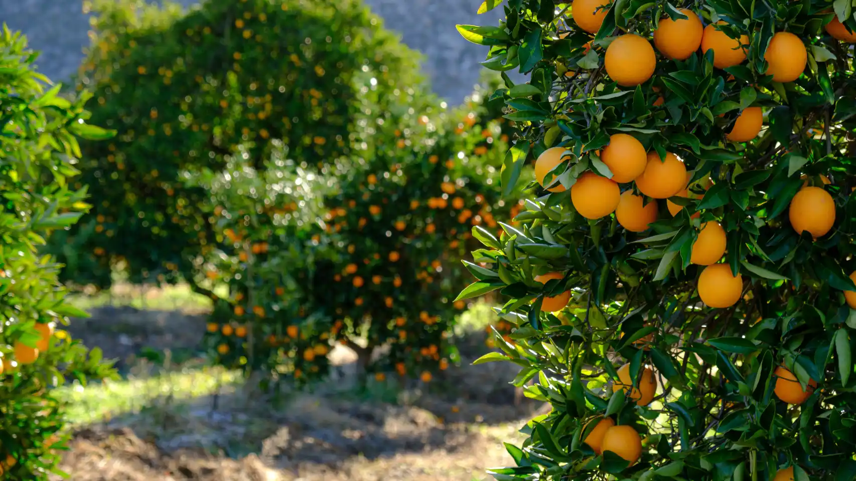 Taronges Durà Naranjas Valencia