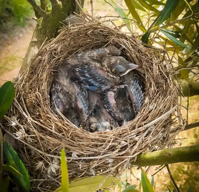 Nido olis cuquello niu