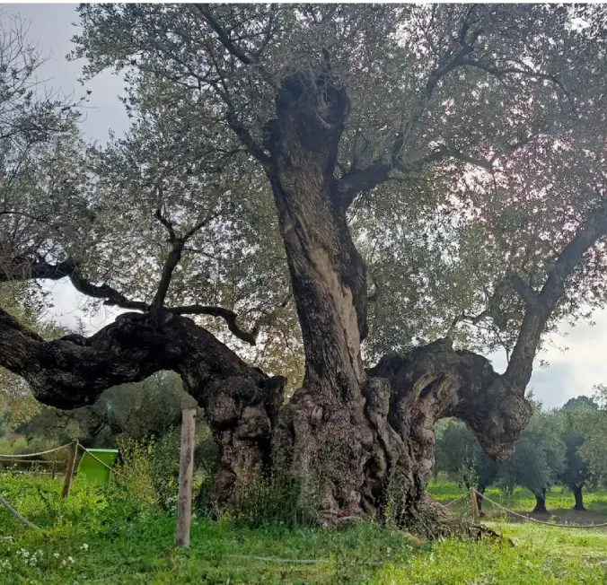 olis cuquello oliveres