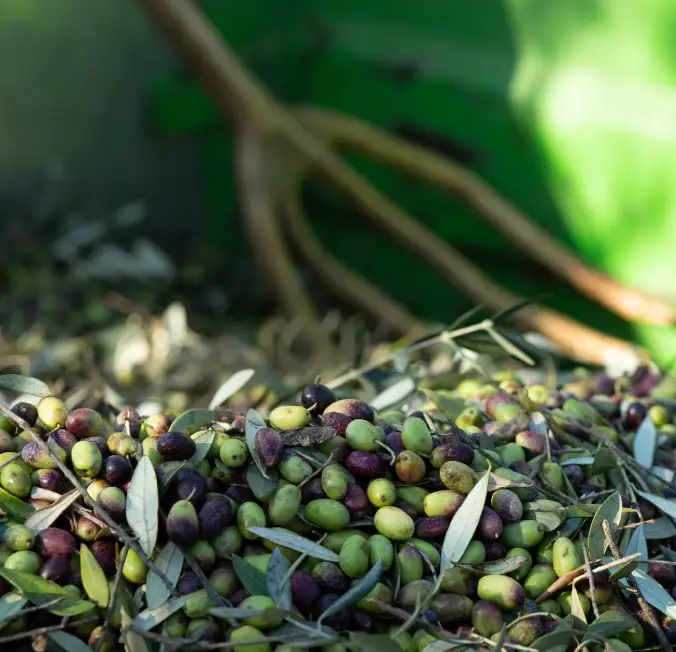 olis cuquello olives