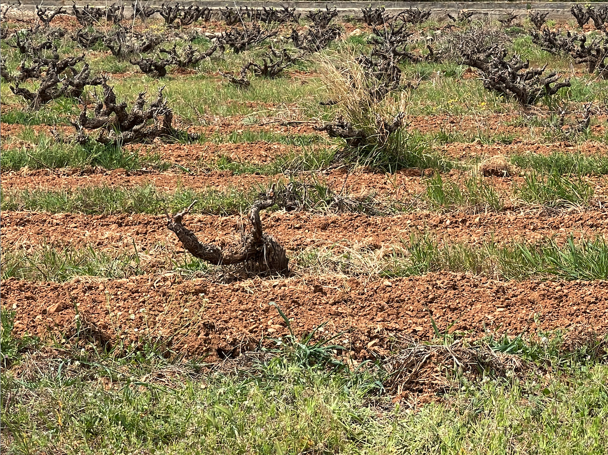 Viñas Viejas Vins de Diània