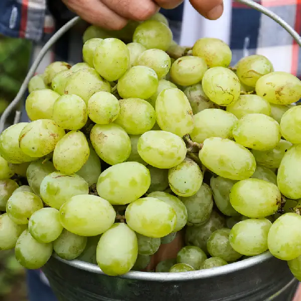 Montecid Uva embolsada del vinalopó