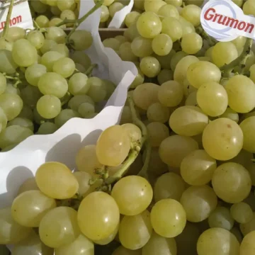 Uva de mesa blanca embolsada caja 5 kg
