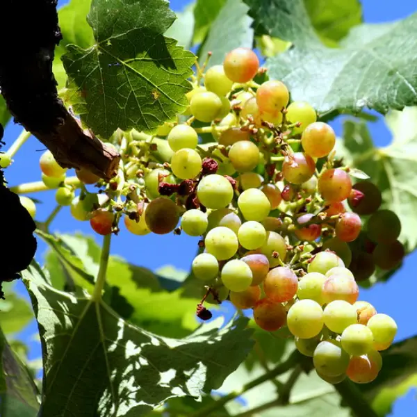 Uva del vinalopó comprar embolsada (1)