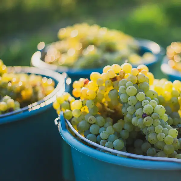 comprar Uva del vinalopó comprar embolsada