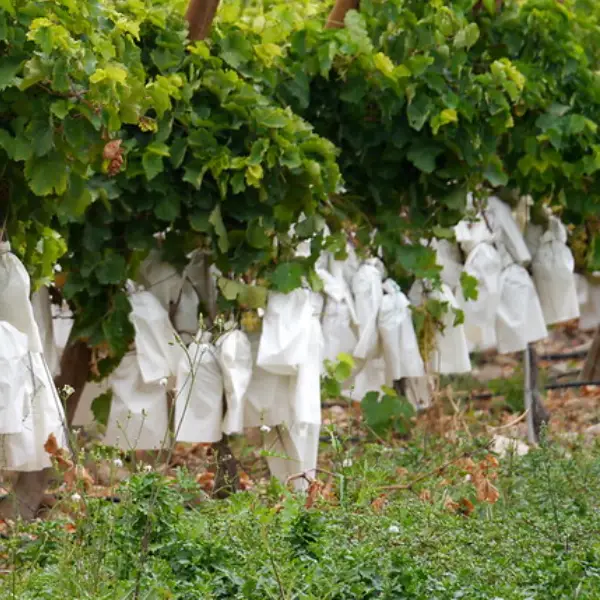 Viñas de uva embolsada vinalopó comprar